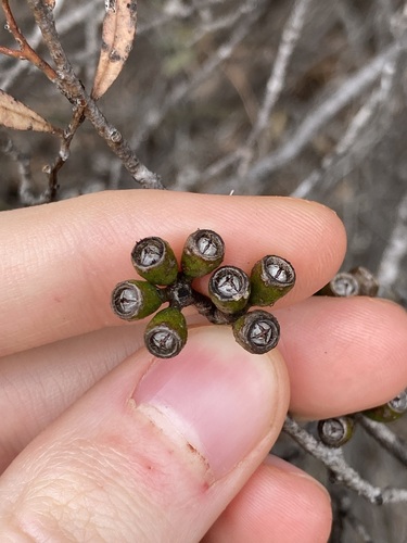 Needilup Mallee (Eucalyptus xanthonema)