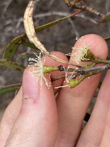 Image of Eucalyptus xanthonema by (c) Thomas Mesaglio, some rights reserved (CC BY)