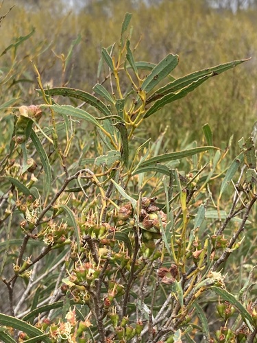 Image of Eucalyptus xanthonema by (c) Thomas Mesaglio, some rights reserved (CC BY)