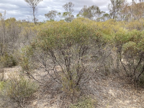 Image of Eucalyptus xanthonema by (c) Thomas Mesaglio, some rights reserved (CC BY)