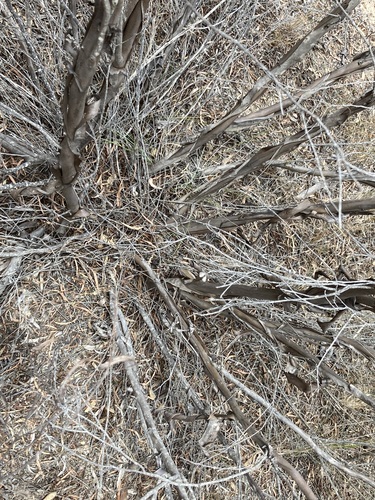 Image of Eucalyptus xanthonema by (c) Thomas Mesaglio, some rights reserved (CC BY)