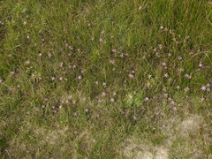 Romulea rosea australis
