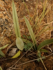 Eulophia tuberculata