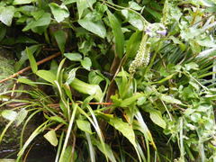 Goodyera procera
