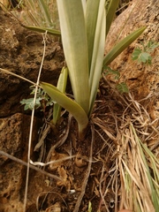 Eulophia tuberculata