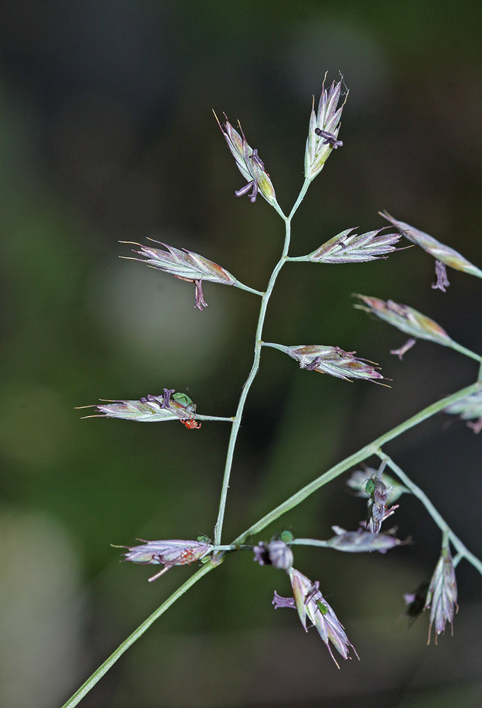 Festuca rubra