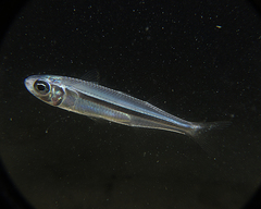 Atherinomorus vaigiensis