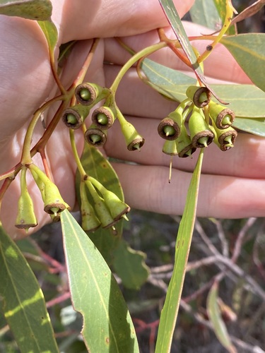 Image of Flat-Topped Yate (Eucalyptus occidentalis) by (c) Thomas Mesaglio, some rights reserved (CC BY)
