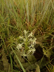 Habenaria kraenzliniana