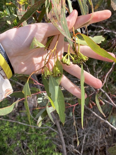 Image of Flat-Topped Yate (Eucalyptus occidentalis) by (c) Thomas Mesaglio, some rights reserved (CC BY)