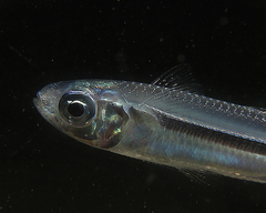 Atherinomorus vaigiensis