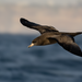 Flesh-footed Shearwater - Photo (c) Joel Poyitt, some rights reserved (CC BY-NC), uploaded by Joel Poyitt