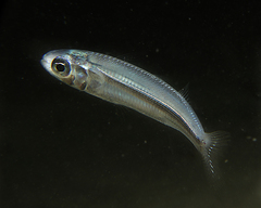 Atherinomorus vaigiensis