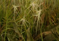 Habenaria kraenzliniana