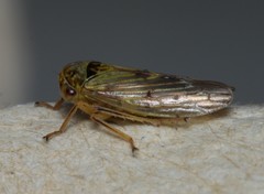 Rhytidodus decimusquartus