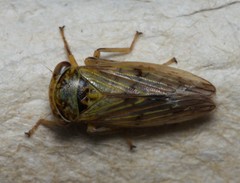 Rhytidodus decimusquartus