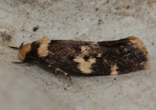 Sphyrelata amotella (Walker, 1864)