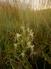 Habenaria kraenzliniana