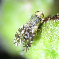 Euaresta bellula