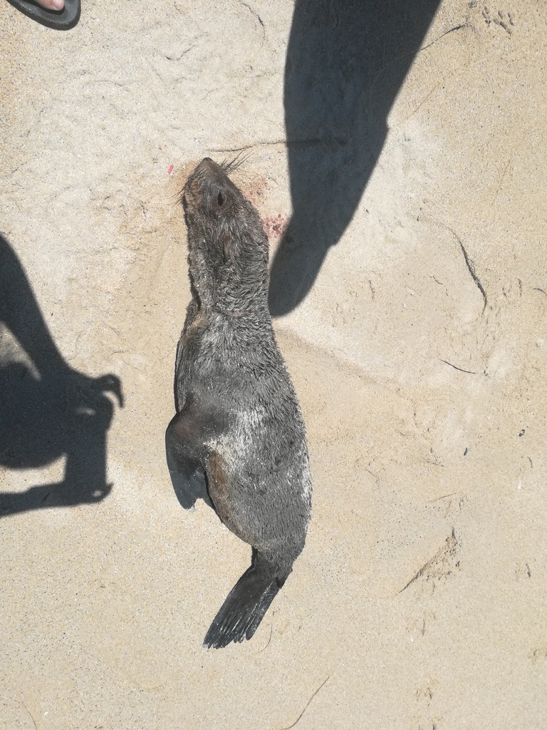 Cape Fur Seal from Mitchells Plain, Cape Town, South Africa on December