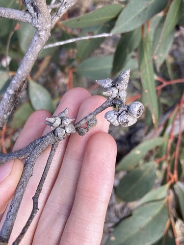 Image of Eucalyptus adesmophloia by (c) Thomas Mesaglio, some rights reserved (CC BY)