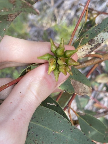 Image of Eucalyptus adesmophloia by (c) Thomas Mesaglio, some rights reserved (CC BY)