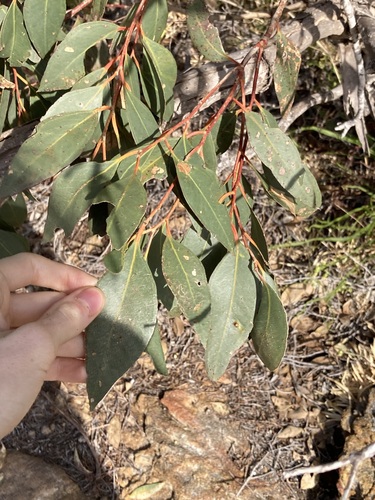 Image of Eucalyptus adesmophloia by (c) Thomas Mesaglio, some rights reserved (CC BY)