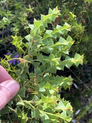 Coastal Wattle (Acacia littorea)