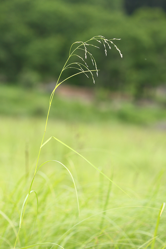 Glyceria spiculosa