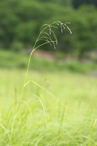 Glyceria spiculosa iNat (1)