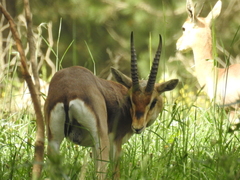 Gazella gazella