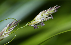 Glyceria spiculosa