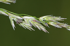 Glyceria spiculosa