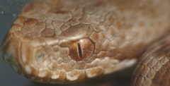 Vipera seoanei
