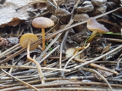 Strobilurus tenacellus