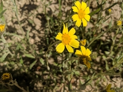 Monolopia lanceolata