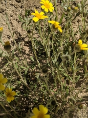 Monolopia lanceolata