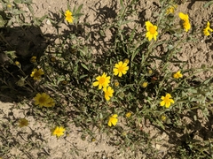 Monolopia lanceolata