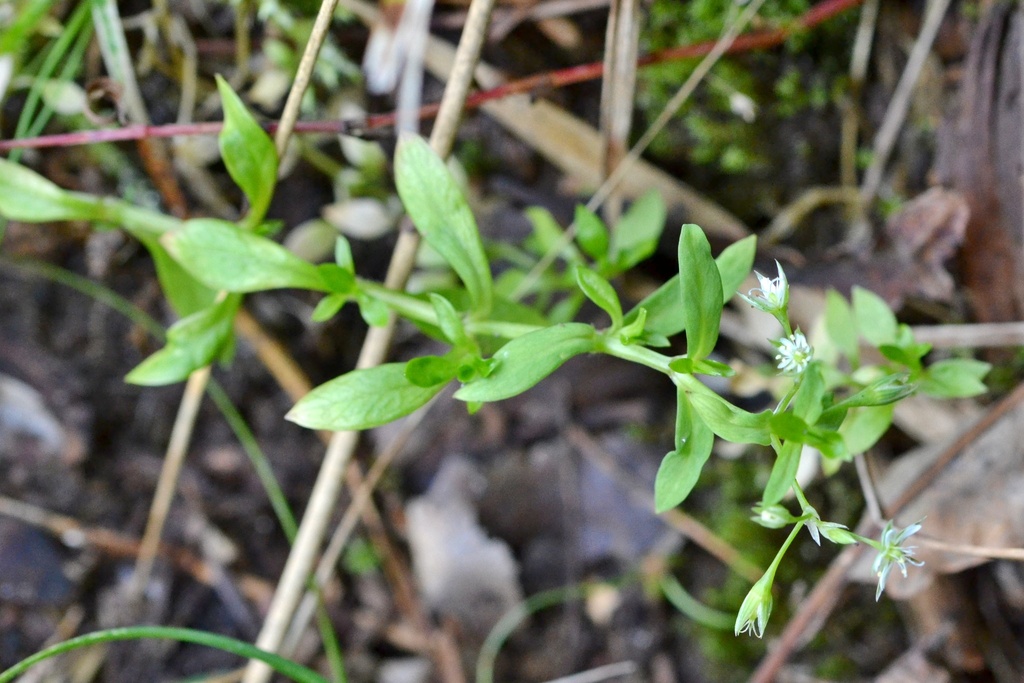 Bog Stitchwort from 294 01 Nová Ves u Bakova-Bakov nad Jizerou, Česko ...