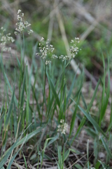 Anthoxanthum glabrum