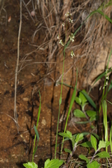 Anthoxanthum glabrum