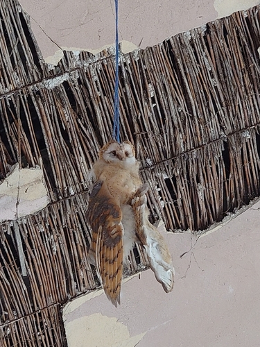 Western Barn Owl