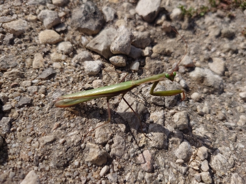 European Mantis