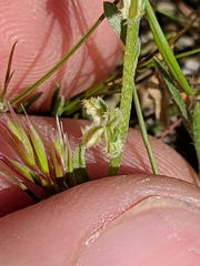 Pectocarya anisocarpa