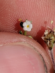 Pectocarya anisocarpa