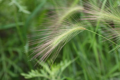 Hordeum jubatum