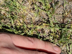 Pectocarya anisocarpa