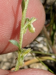 Pectocarya anisocarpa