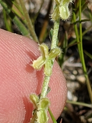 Pectocarya anisocarpa