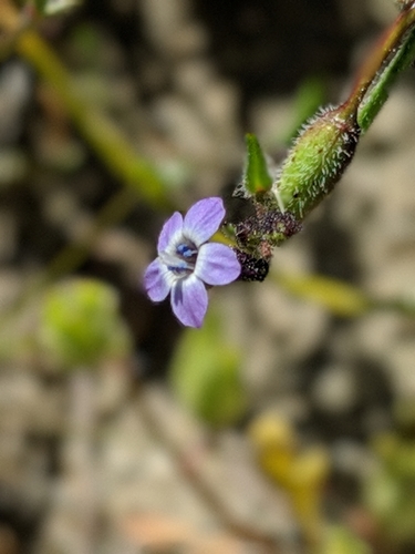 Little gilia (Gilia minor)